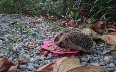 SKĄD SIĘ BIERZE CZAS